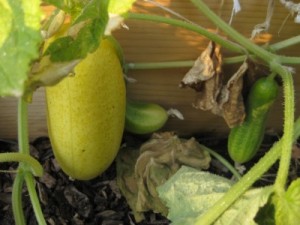 yellow-cucumber1-400x300